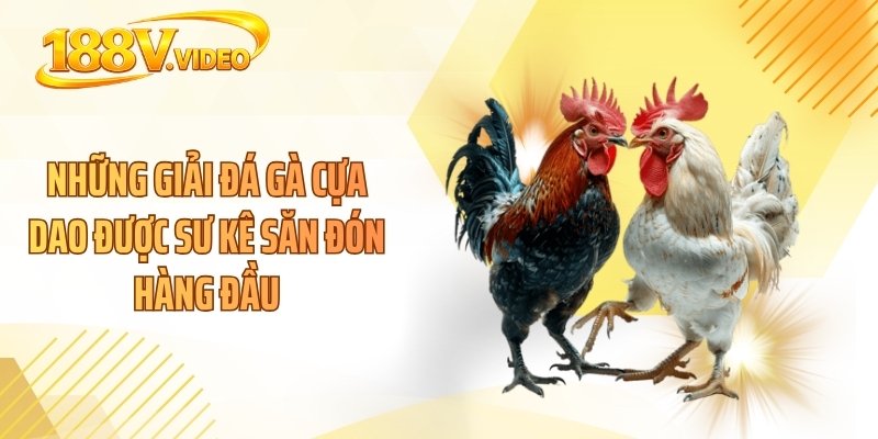 Những giải đá gà cựa dao được sư kê săn đón hàng đầu